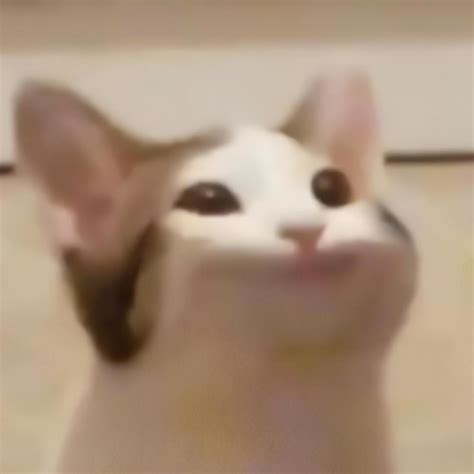 popcat unblocked|pop cat open.